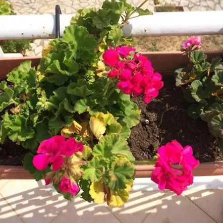Sunny Apartment